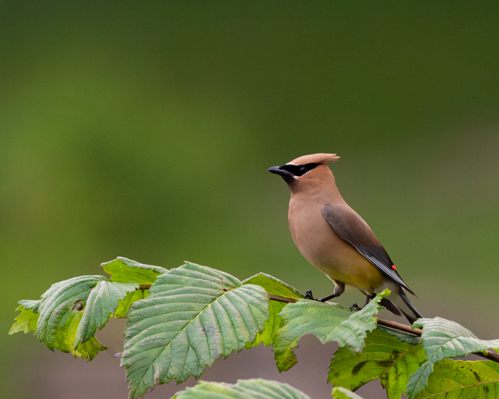 Cedar Waxwing looking left